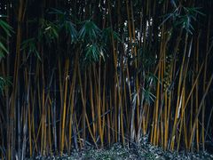 -鹿野苑石刻艺术博物馆