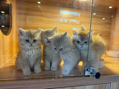 -猫十亿·布偶金渐层·曼基康矮脚猫舍(青年路店)