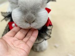 -鑫艺宠物美容培训学校