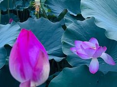 -莲花池公园