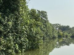 -大湾区中央湿地公园