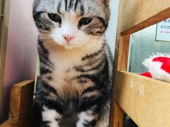 -猫小院猫主题咖啡厅(北锣店)