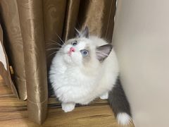 -lincat·猫舍(广州店)