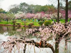 -东湖磨山景区
