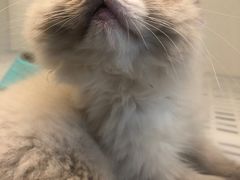 -lincat·猫舍(广州店)
