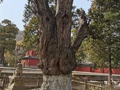 -大觉寺-停车场
