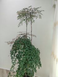 -HEYAN荷妍专业脱毛连锁机构