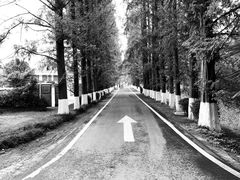 -黄海国家森林公园