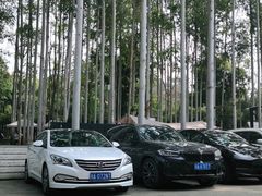 -桉树林A coffee 森林餐厅(三圣乡店)