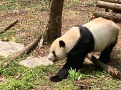 -黔灵山公园