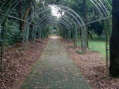 -南宁良凤江国家森林公园