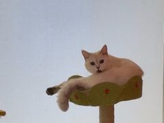 -三花喵·撸猫购宠·宠物生活馆(虹桥南丰城店)