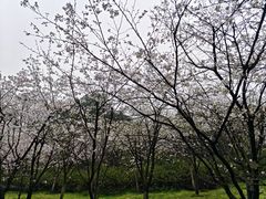 -南山植物园