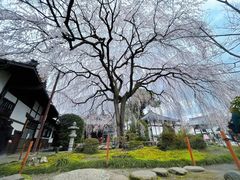 -醍醐寺
