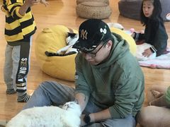 -momokira米努特·德文卷毛猫·棉花面纱犬