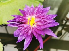 -国家植物园