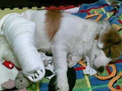 -伟伟宠物医院·CT影像中心·瑞派犬猫综合性门诊(汉口总院)
