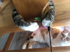 -喵屿·大理花园猫咖