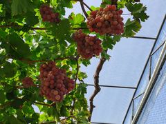 -金谷域澳洲庄园