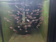 -武汉花鸟市场