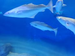 -瑞普利水族馆