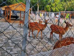 -长白岛森林公园