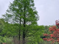 -缙云山景区