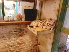 -猫咪博物馆(顶澳仔猫街店)