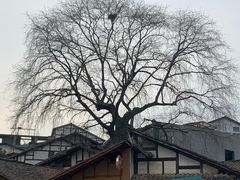 -后柳水乡