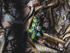 -杭州半山国家森林公园