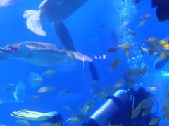 -太平洋海底世界