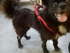 -严国平动物医院(德政总院)