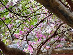 -深圳国际园林花卉博览园