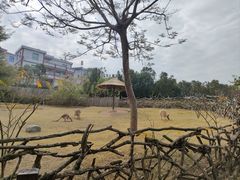 -泉州海丝野生动物世界