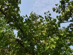 -东升八家郊野公园