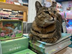 -猫的天空之城概念书店(杭州南宋御街店)