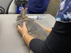 -爱侣宠医·鹦鹉专科·小型哺乳类·异宠专科(灵石路店)