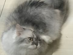-momokira米努特·德文卷毛猫·棉花面纱犬