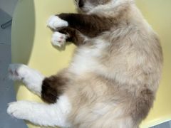 -怪兽屋·羊驼·猫咖·狗咖(俊华广场店)