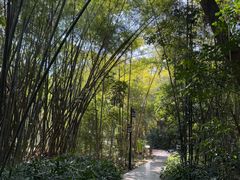 -大屏嶂森林公园