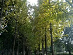 -洛阳市隋唐城遗址植物园