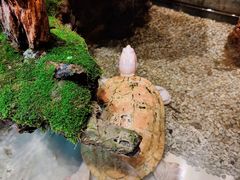 -梅间堂茶馆(绿地缤纷城店)
