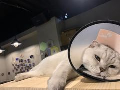 -Mr.Fox狐狸先生超级密室(南山店)