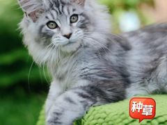 -十年猫舍·猫咪专门店(普陀店)