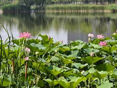 -西海子公园