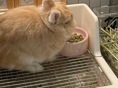 -立德异宠动物医院.兔鸟爬.内窥镜(天河店)