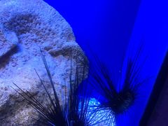 -上海海洋水族馆