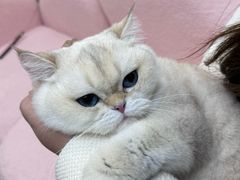 -青奢宠物·青奢猫舍