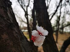 -野鸭湖国家湿地公园