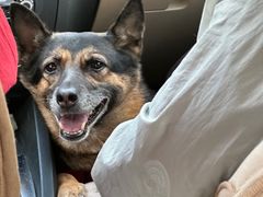 -达爱动物医院·犬猫分区·CT·复杂眼科(远洋山水分院)
